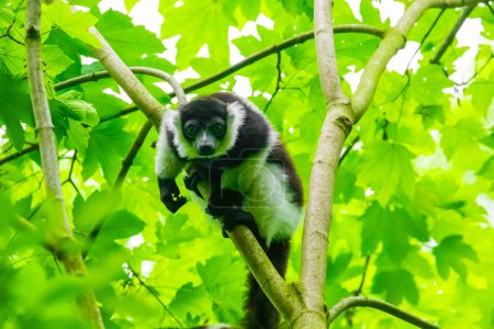 Photo for Black and white lemur on green tree. Wild endemic animals concept and nature background - Royalty Free Image