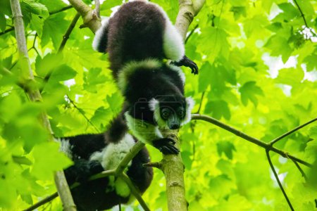 Foto de Lémur blanco y negro sobre árbol verde. Concepto de animales endémicos silvestres y antecedentes naturales - Imagen libre de derechos