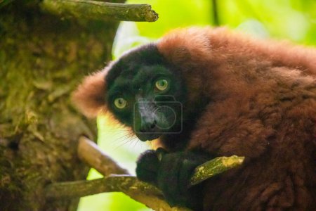 Photo for Brown lemur on green tree. Wild endemic animals concept and nature background - Royalty Free Image