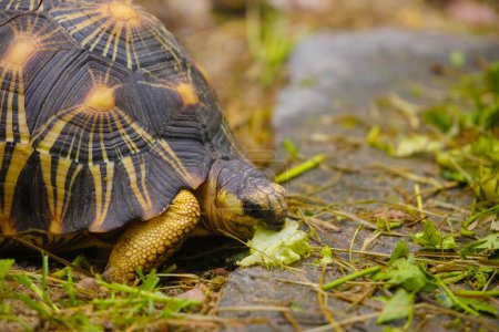 Foto de La tortuga radiada Astrochelys radiata, endémica del sur de Madagascar selectiv focus. Fondo de Natur. - Imagen libre de derechos