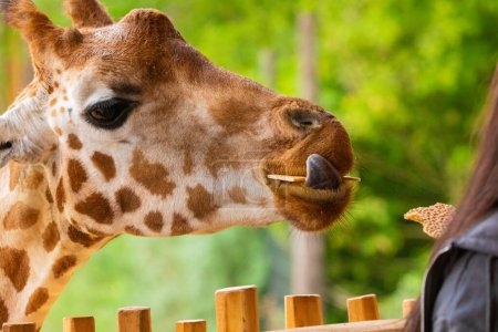 Téléchargez les photos : Une girafe drôle regardant dans la cellule et mâche de l'herbe sèche. homme méconnaissable nourrit une girafe avec les mains.Doigts féminins. Animaux dans le zoo - en image libre de droit