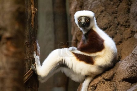 Photo for Verreaux's sifaka white looking at camera. Wild endemic animals concept and natur background. Berlin zoo. - Royalty Free Image