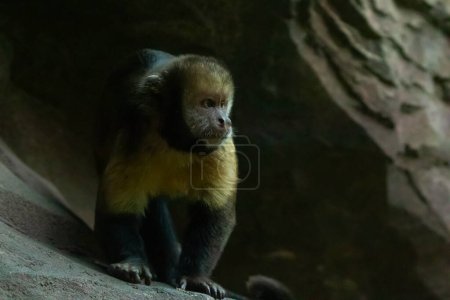 capuchino