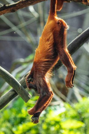 Téléchargez les photos : Mantled brun Howler Monkey Alouatta palliata bruyant primate Amérique latine forêts et forêts Panama.Nature et animaux sauvages zoo concept protégé - en image libre de droit