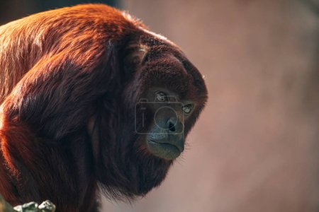 Téléchargez les photos : Mantled brun Howler Monkey Alouatta palliata bruyant primate Amérique latine forêts et forêts Panama.Nature et animaux sauvages zoo concept protégé - en image libre de droit