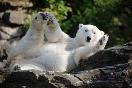 Funny white polar bear sitting in funny pose and playing in Berlin zoo. Nature animal background. protection wild animals and global warming concept