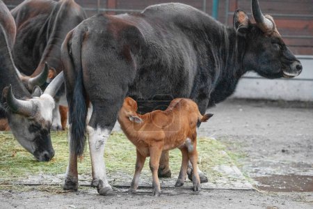 Foto de Gayal (Bos frontalis), Drung ox mithun. pequeño toro recién nacido bebiendo leche de su madre y mirando a la cámara. concepto de agricultura y naturaleza - Imagen libre de derechos