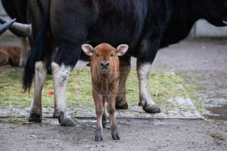 gayal (Bos frontalis), Drung ox mithun. kleiner neugeborener Bulle trinkt Milch von seiner Mutter und schaut in die Kamera. Landwirtschafts- und Naturkonzept