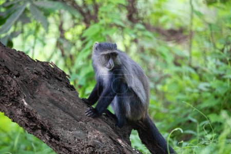 Foto de Mono sykes azul o mono diademed (Cercopithecus mitis) en primer plano de la rama. Sudáfrica viaje safari y animales salvajes concepto de observación. Reserva de Maniara Tanzania. Fondo verde natural - Imagen libre de derechos