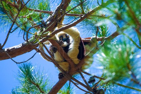 Foto de Sifaka lemur Silky sifaka (Propithecus candidus), Madagascar endémica - Imagen libre de derechos