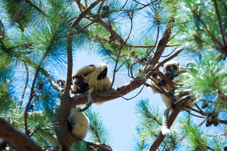 Foto de Sifaka lemur Silky sifaka (Propithecus candidus), Madagascar endémica - Imagen libre de derechos