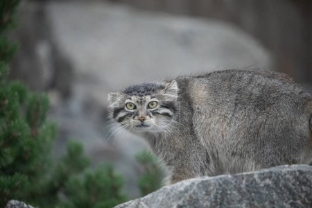 Photo for Pallas's cat Manul Otocolobus manul cute wild gray cat from Asia. Wildlife scene nature. sitting on stone hocky mountain habitat. Natural background. - Royalty Free Image