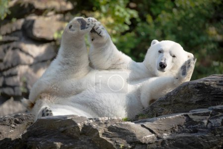 Téléchargez les photos : Ours polaire blanc drôle assis dans la pose drôle et jouer dans le zoo de Berlin. Nature d'origine animale. protection des animaux sauvages et concept de réchauffement climatique - en image libre de droit