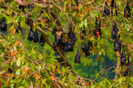 Photo for Close-up hanging Mariana fruit bat (Pteropus mariannus) on blue sky nature background in Sri Lanka . wild animal concept. - Royalty Free Image