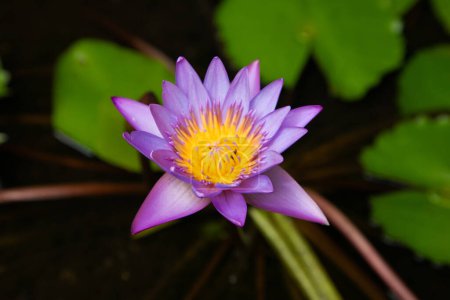 Blue lotus flower, Nymphaea stellata, national flower of Sri Lanka, Asia