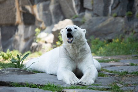Téléchargez les photos : Ours polaire blanc drôle assis dans la pose drôle et jouer dans le zoo de Berlin. Nature d'origine animale. protection des animaux sauvages et concept de réchauffement climatique - en image libre de droit