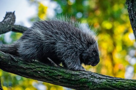 Photo for Erethizontidae, north american porcupine, climbing over trees and branches. Lives in North America, United States USA and Canada. - Royalty Free Image