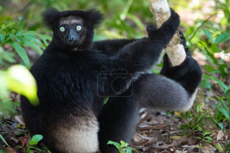 Foto de Lemur Indri indri, babakoto lémur blanco y negro más grande de Madagascar. fondo del bosque lluvioso retroiluminado, animal close-up.cute con penetrantes ojos azules en enfoque selectivo. Palmarium park hotel - Imagen libre de derechos