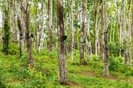 Téléchargez les photos : Enchanteur Rubber Tree Grove au Sri Lanka. rangée d'arbres en caoutchouc s'étend dans la distance, révélant une vue naturelle à couper le souffle. troncs en bois blanc contraste avec herbe verte luxuriante - en image libre de droit