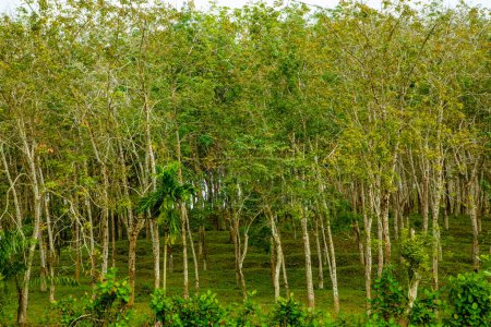 Photo for Enchanting Rubber Tree Grove in Sri Lanka. row of rubber trees stretches into distance, revealing breathtaking natural vista. white wooden trunks contrast against lush green grass - Royalty Free Image