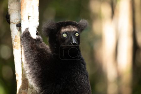 Foto de Lemur Indri indri, babakoto lémur blanco y negro más grande de Madagascar. fondo del bosque lluvioso retroiluminado, animal close-up.cute con penetrantes ojos azules en enfoque selectivo. Palmarium park hotel - Imagen libre de derechos