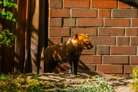Foto de Retrato de hembra Bush Dog, Scarlet (Speothos venaticus) pequeño animal marrón se levanta contra el fondo de la pared de ladrillo - Imagen libre de derechos