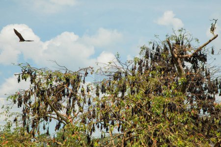 Foto de Primer plano colgando Mariana murciélago de la fruta (Pteropus mariannus) en el fondo de la naturaleza cielo azul en Sri Lanka. concepto de animal salvaje. - Imagen libre de derechos