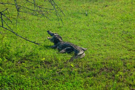Téléchargez les photos : Bouche ouverte crocodile dans le parc Yala, Sri Lanka. un grand crocodile repose sur l'herbe verte - en image libre de droit