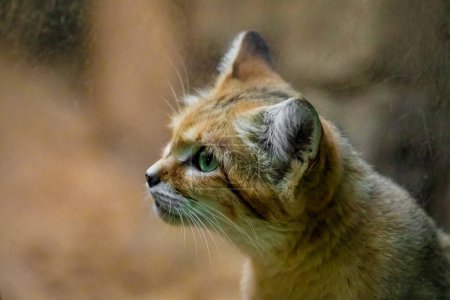 Sandkatze, Felis margarita, Erwachsener zwischen Felsen. Porträt einer kleinen süßen gelb-roten Katze mit großen Ohren und grünen Katzenaugen. Schutz wildlebender Tiere vor dem Aussterben in europäischen Zoos