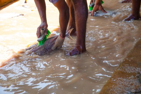 Foto de Trabajadores irreconocibles en una pequeña fábrica de pescado en Sri Lanka lavan pescado de atún filete en agua fangosa y sucia con sus pies en ella. - Imagen libre de derechos