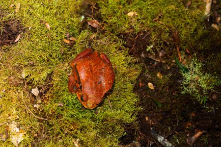 Photo for (Dyscophus Antongilii) in nature, Orange Madagascar tomato frog, Dyscophus antongilii, walking over the ground. large red-orange frog on a background of moss in the wild - Royalty Free Image