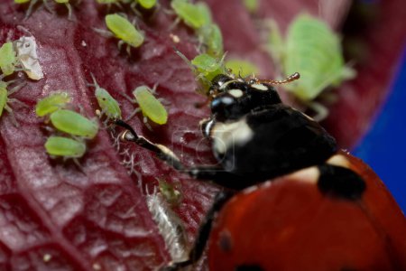 Extramakro 5x Bild eines Marienkäfers, der auf einem Rosenblatt sitzt und grüne Blattläuse zerstört Nahaufnahme Marienkäfer-Porträt