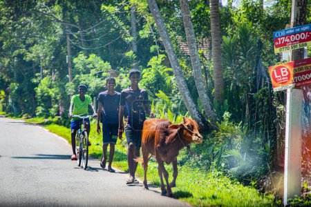 Téléchargez les photos : Kalutara, Sri Lanka 09 février 2023. compagnie de gais et insouciants, vêtus de simples vêtements brillants jeunes Sri Lankais, souriants et marchant avec la vache le long de la route . - en image libre de droit