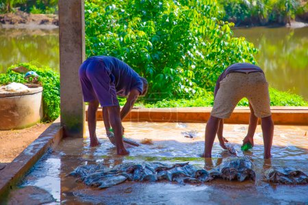Foto de Negombo, Sri Lanka. 09 febrero 2023.Los trabajadores de una pequeña fábrica de pescado en Sri Lanka lavan pescado de atún con filete en agua fangosa y sucia con los pies en ella. - Imagen libre de derechos