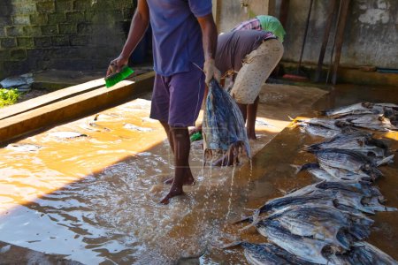 Foto de Negombo, Sri Lanka. 09 febrero 2023.Los trabajadores de una pequeña fábrica de pescado en Sri Lanka lavan pescado de atún con filete en agua fangosa y sucia con los pies en ella. - Imagen libre de derechos