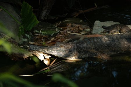 Photo for Gharial (in latin Gavialis gangeticus), gavial. Crocodilian, family Gavialidae. crocodile with an unusually narrow and long mouth, feeds on fish. - Royalty Free Image