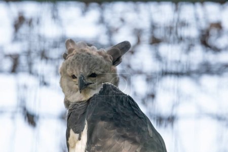 Téléchargez les photos : Harpy eagle (American harpy eagle, Harpia harpyja) espèces néotropicales d'aigle en foyer sélectif. aussi connu sous le nom royal-faucon regardant la caméra. Portrait d'oiseau. fond naturel lumineux - en image libre de droit
