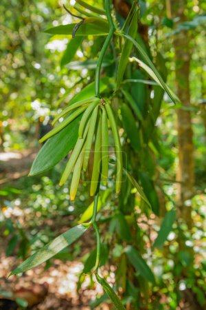 Photo for Vanilla plant green pods on plantation, ripe and ready to harvest, blurred background . light green succulent pods of inflorescence grow on a liana - Royalty Free Image