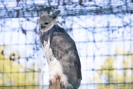 Téléchargez les photos : Harpy eagle (American harpy eagle, Harpia harpyja) espèces néotropicales d'aigle en foyer sélectif. aussi connu sous le nom royal-faucon regardant la caméra. Portrait d'oiseau. fond naturel lumineux - en image libre de droit