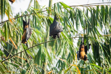 Photo for Close-up hanging Mariana fruit bat (Pteropus mariannus) on blue sky nature background in Sri Lanka . wild animal concept. - Royalty Free Image