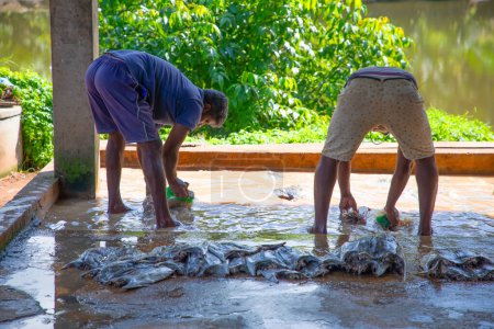Photo for Negombo, Sri Lanka. 09 february 2023.Workers at a small fish factory in Sri Lanka wash fillet tuna fish in muddy, dirty water with their feet in it. - Royalty Free Image