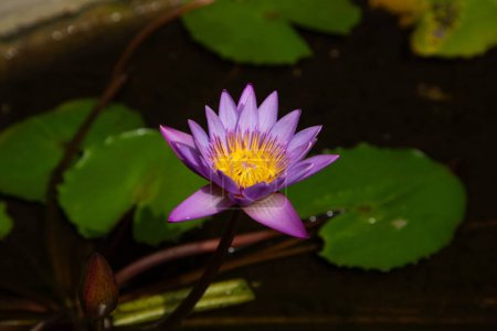 Blue lotus flower in nature, Nymphaea stellata, national flower of Sri Lanka, Asia