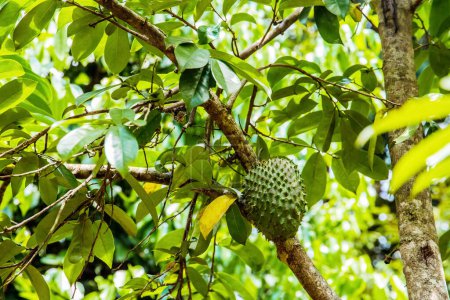 big fresh green guanabana fruit singing tree branch and green leaves around. soursop against canser