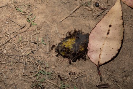hormigas carpinteras (Camponotus gibber) gran hormiga endémica autóctona de muchas partes boscosas del mundo. Especie endémica de Madagascar. grandes hormigas endémicas de Madagascar comen cáscaras de plátano
