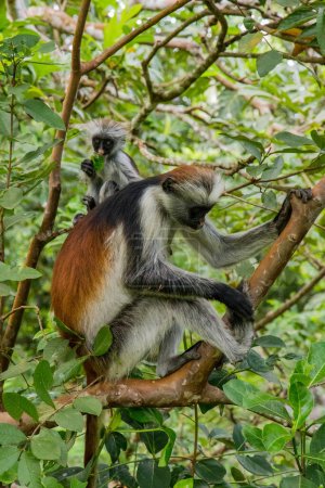 Singe colobus rouge Zanzibar assis sur un arbre et reposant dans la forêt, son habitat naturel. Mignon singe sauvage au visage sombre. Île de Zanzibar, Tanzanie. Afrique voyage et animaux sauvages concept.
