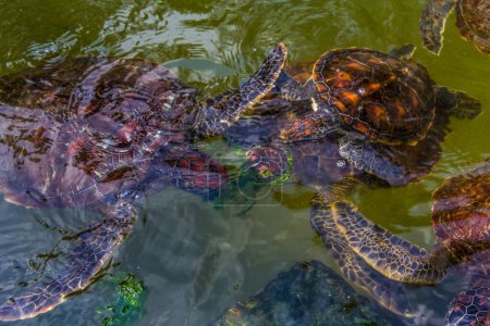 Téléchargez les photos : Jeunes tortues de mer vivant dans une ferme en Afrique protégées tout en se nourrissant d'algues - en image libre de droit