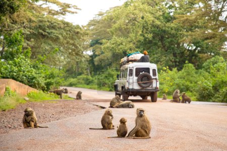 Photo for Arusha,Tanzania,Africa. 04.02. 2022 olive baboon (Papio anubis) Anubis baboon Cercopithecidae Baboon in Tanzania. Fanny family resting on the road along which car with local residents is driving - Royalty Free Image