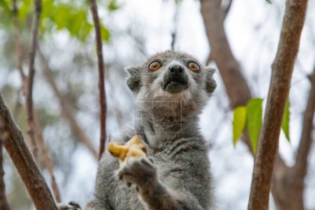 Eulemur coronatus, Lemur Coronado, honra los bosques de Madagascar con su presencia real. el primate arbóreo, con su corona distintiva, añade el tacto de la realeza al dosel exuberante. lindo animal primer plano
