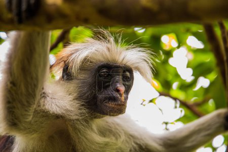 Singe colobus rouge Zanzibar assis sur un arbre et reposant dans la forêt, son habitat naturel. Mignon singe sauvage au visage sombre. Île de Zanzibar, Tanzanie. Afrique voyage et animaux sauvages concept.