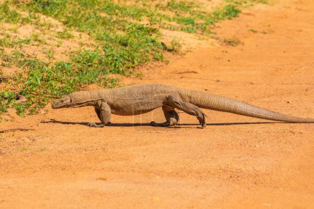 Asian water monitor - Varanus salvator also common water monitor, large varanid lizard native to South and Southeast Asia monitor lizard crosses the road of bright orange sand